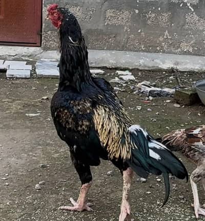 Aseel jawa