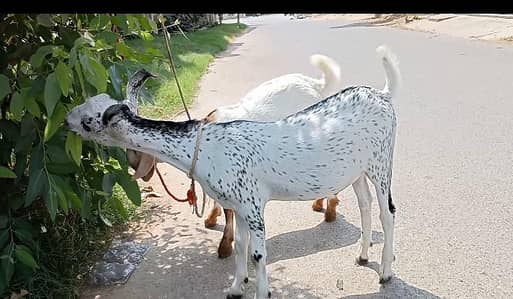 Barbari Goat for Qurbani 2027