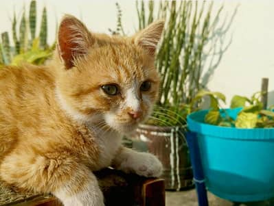 pershian male double coated cat