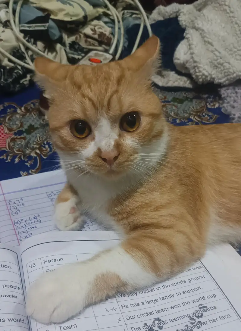 pershian male double coated cat — photo 2