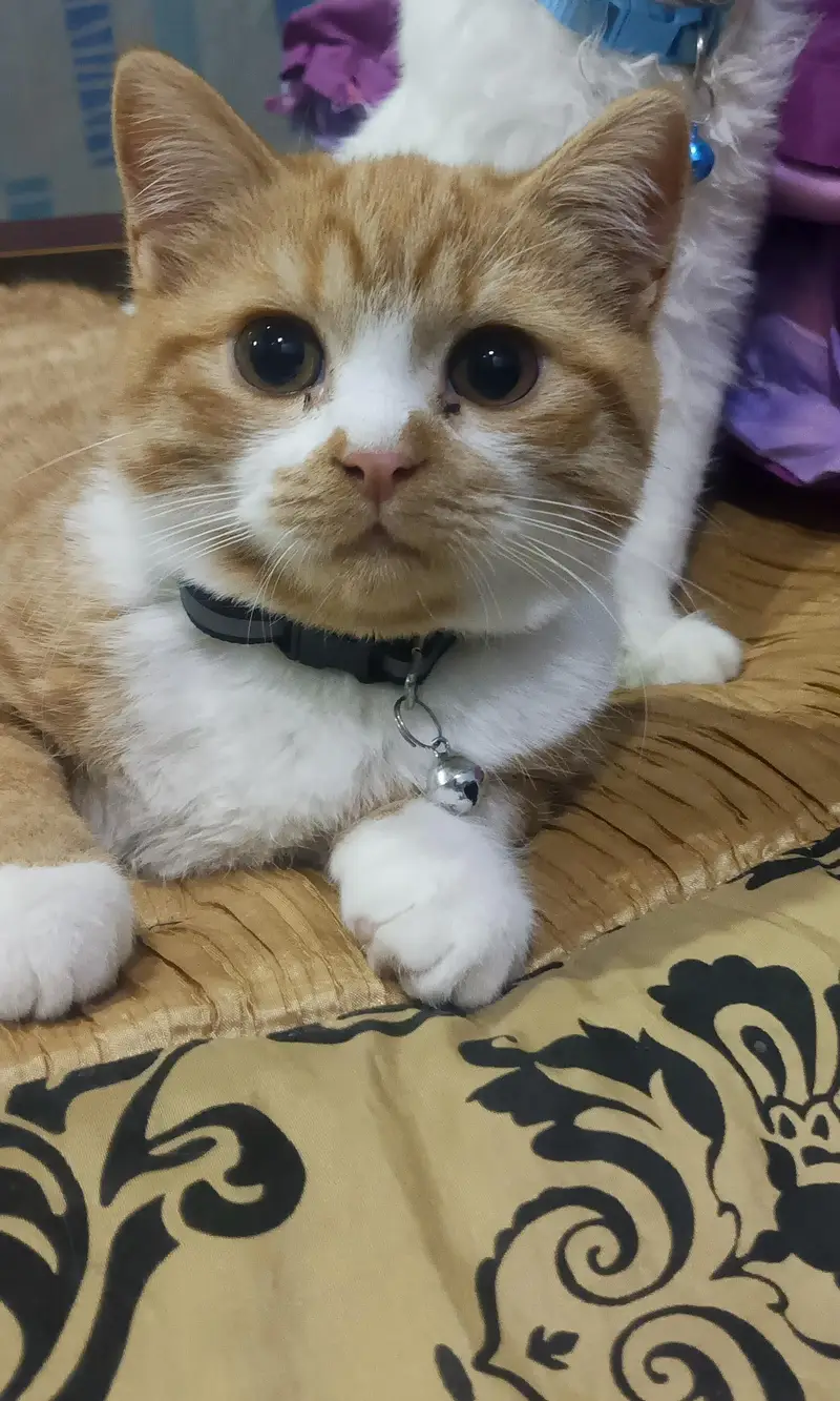 pershian male double coated cat — photo 3