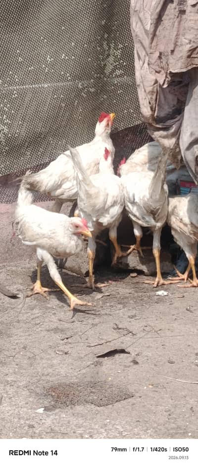White Desi Hens for sale
