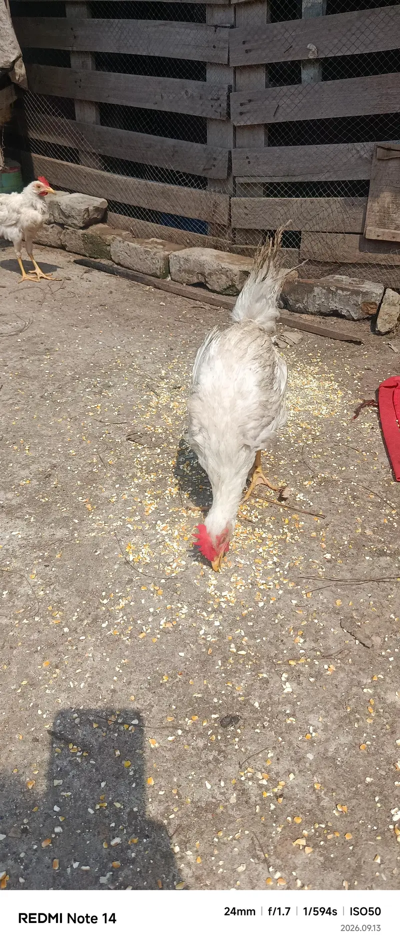 White Desi Hens for sale — photo 2