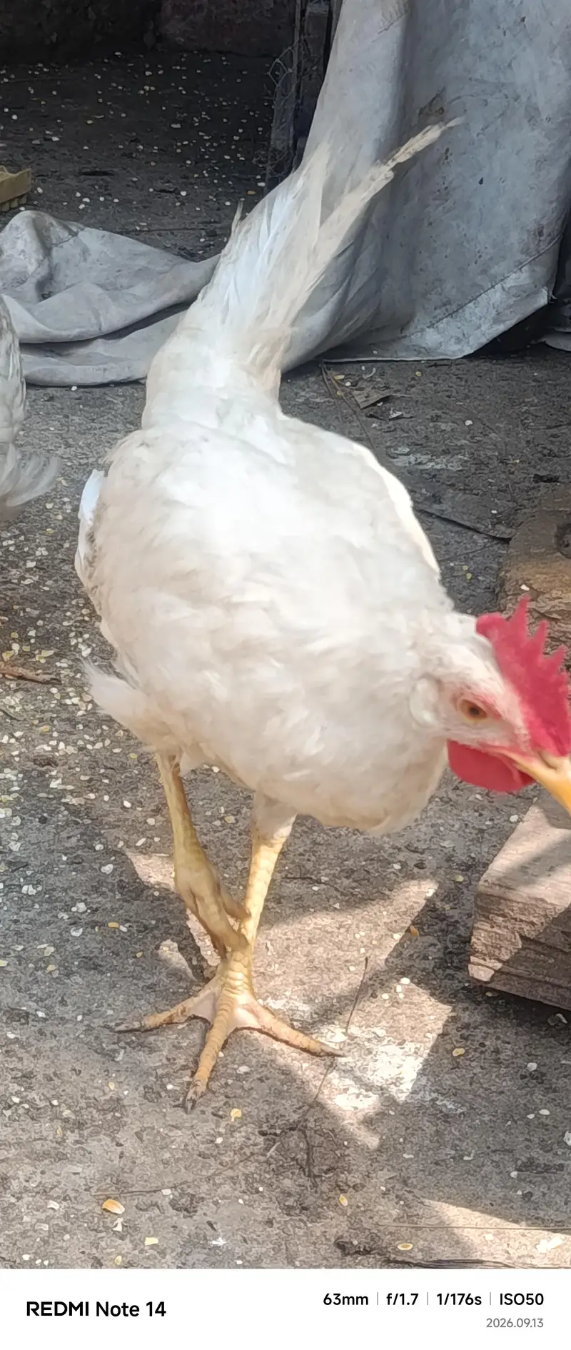 White Desi Hens for sale — photo 3
