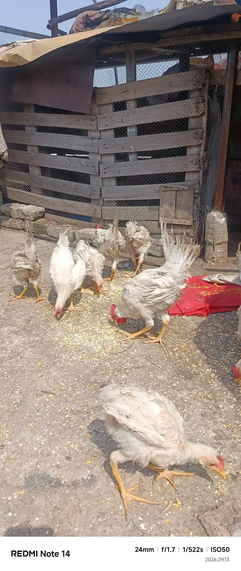 White Desi Hens for sale — photo 4