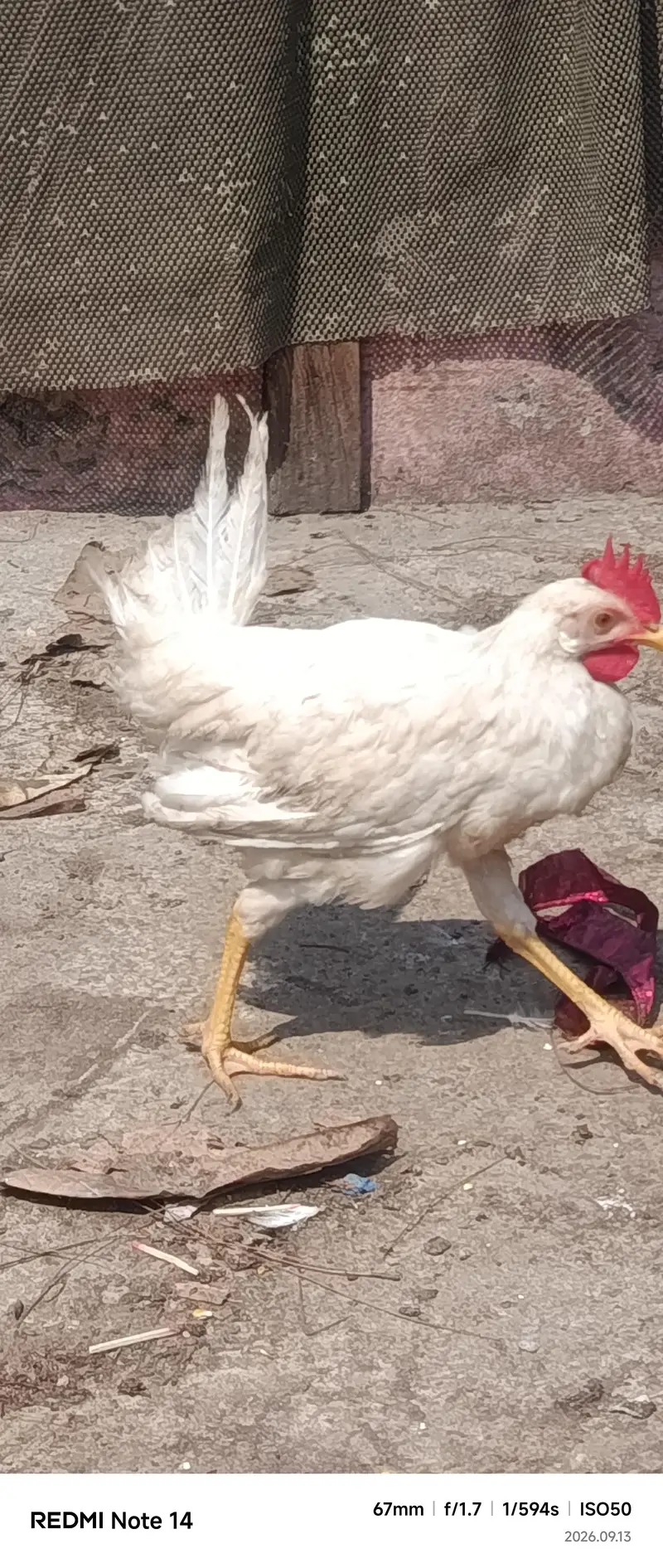 White Desi Hens for sale — photo 5