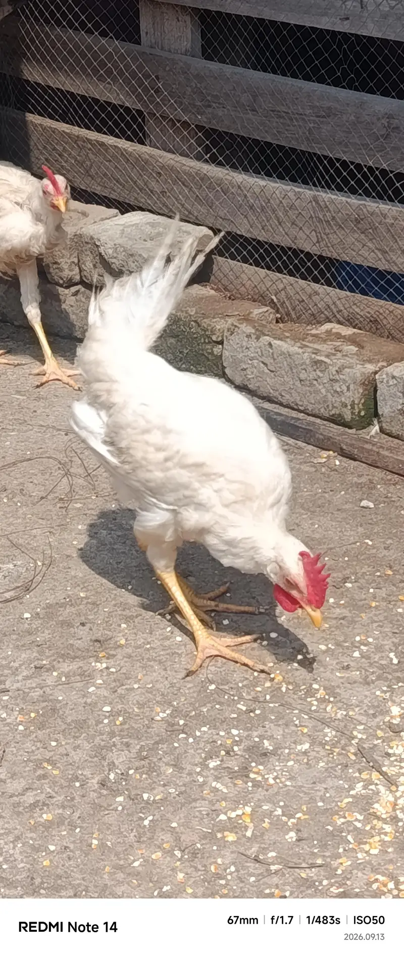 White Desi Hens for sale — photo 6