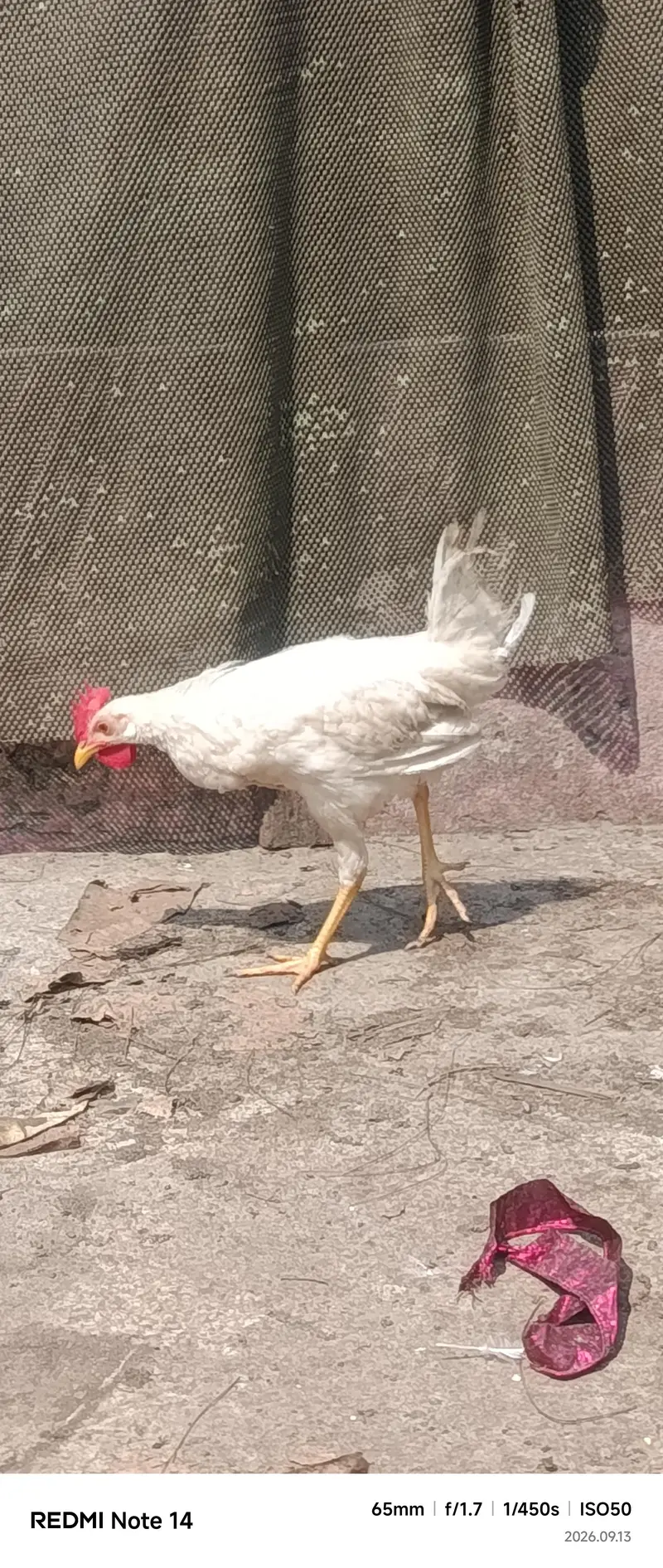 White Desi Hens for sale — photo 7