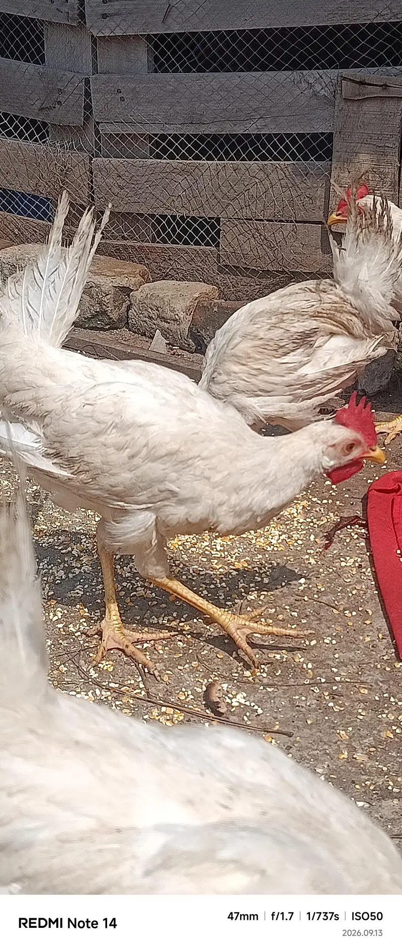White Desi Hens for sale — photo 8