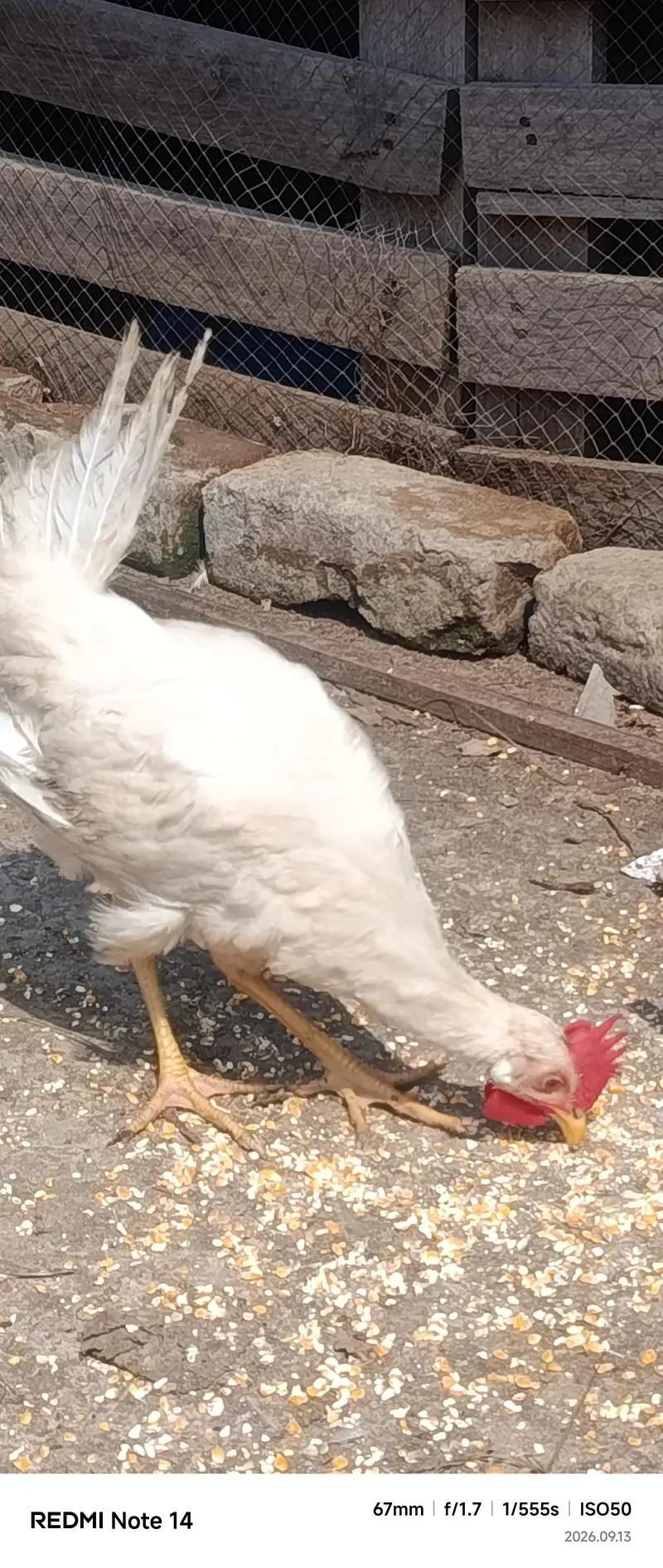 White Desi Hens for sale — photo 9