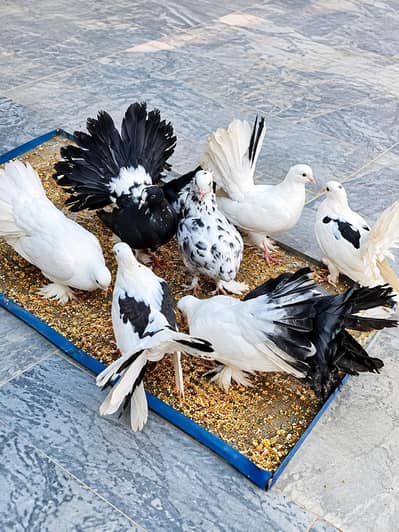 Luckay Pigeons