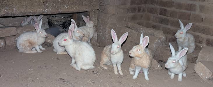 Red eyes rabbit