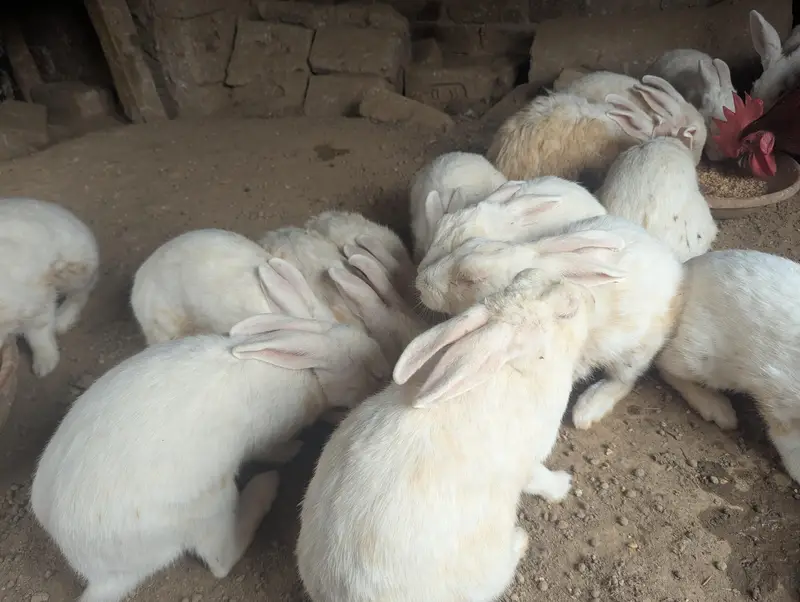 Red eyes rabbit — photo 2