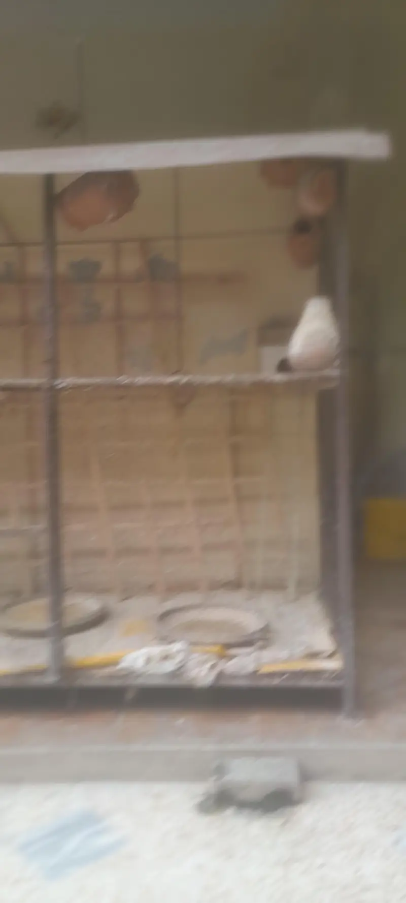 Cage for sales — photo 4