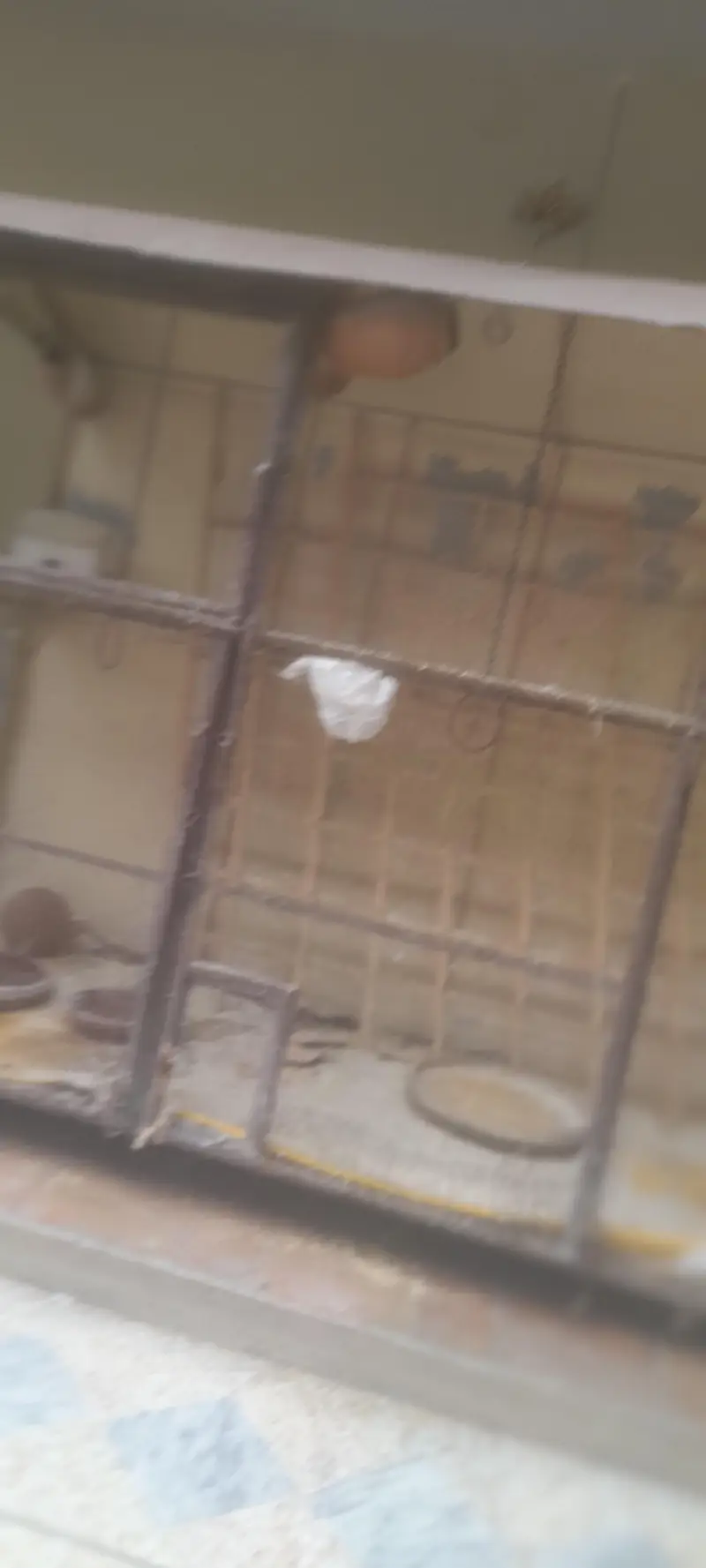 Cage for sales — photo 8