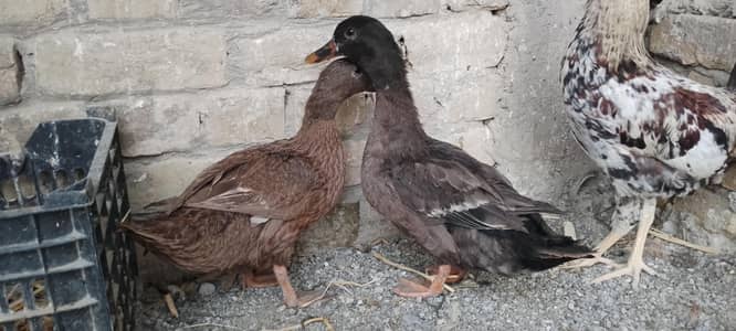 ducks
