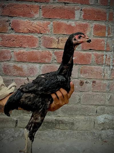 Pure Black japanese Shamo Phatta Phattiay