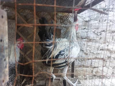 Misri Fayoumi eggs laying pair for sale