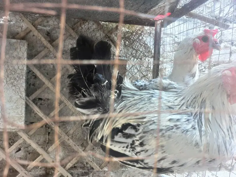 Misri Fayoumi eggs laying pair for sale — photo 2
