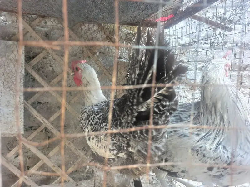 Misri Fayoumi eggs laying pair for sale — photo 3