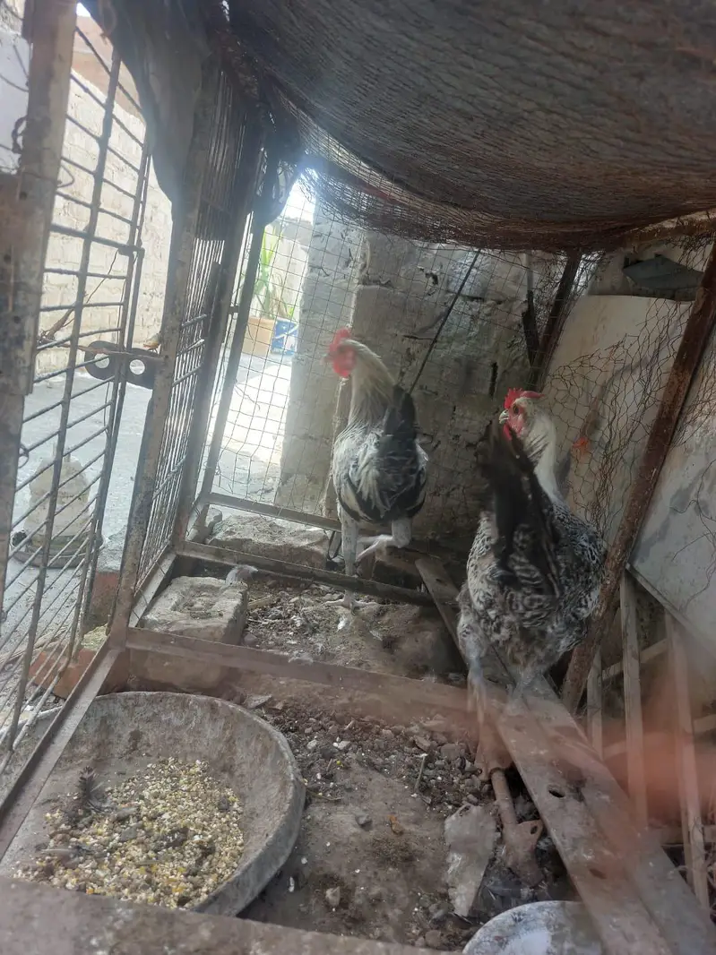 Misri Fayoumi eggs laying pair for sale — photo 4