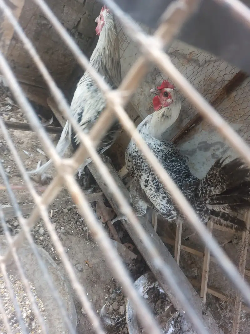 Misri Fayoumi eggs laying pair for sale — photo 5
