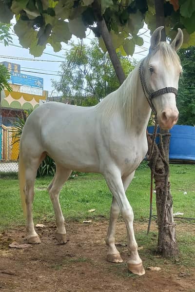 Nukri Female Horse