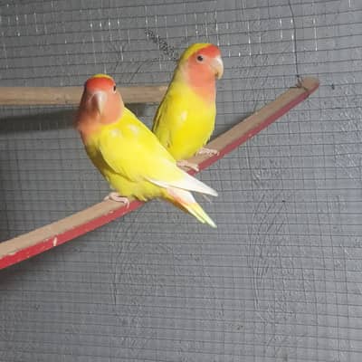 Albino White Pair & Yellow Red Moon for sale No#03119779552