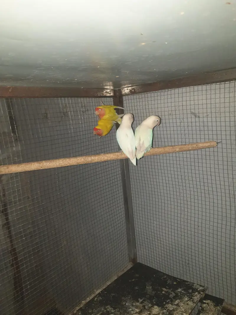 Albino White Pair & Yellow Red Moon for sale No#03119779552 — photo 2