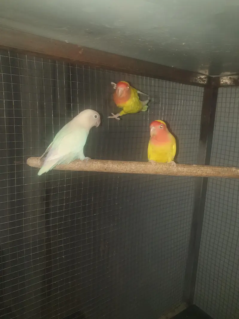 Albino White Pair & Yellow Red Moon for sale No#03119779552 — photo 3