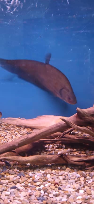 Big knife Fish for Sale