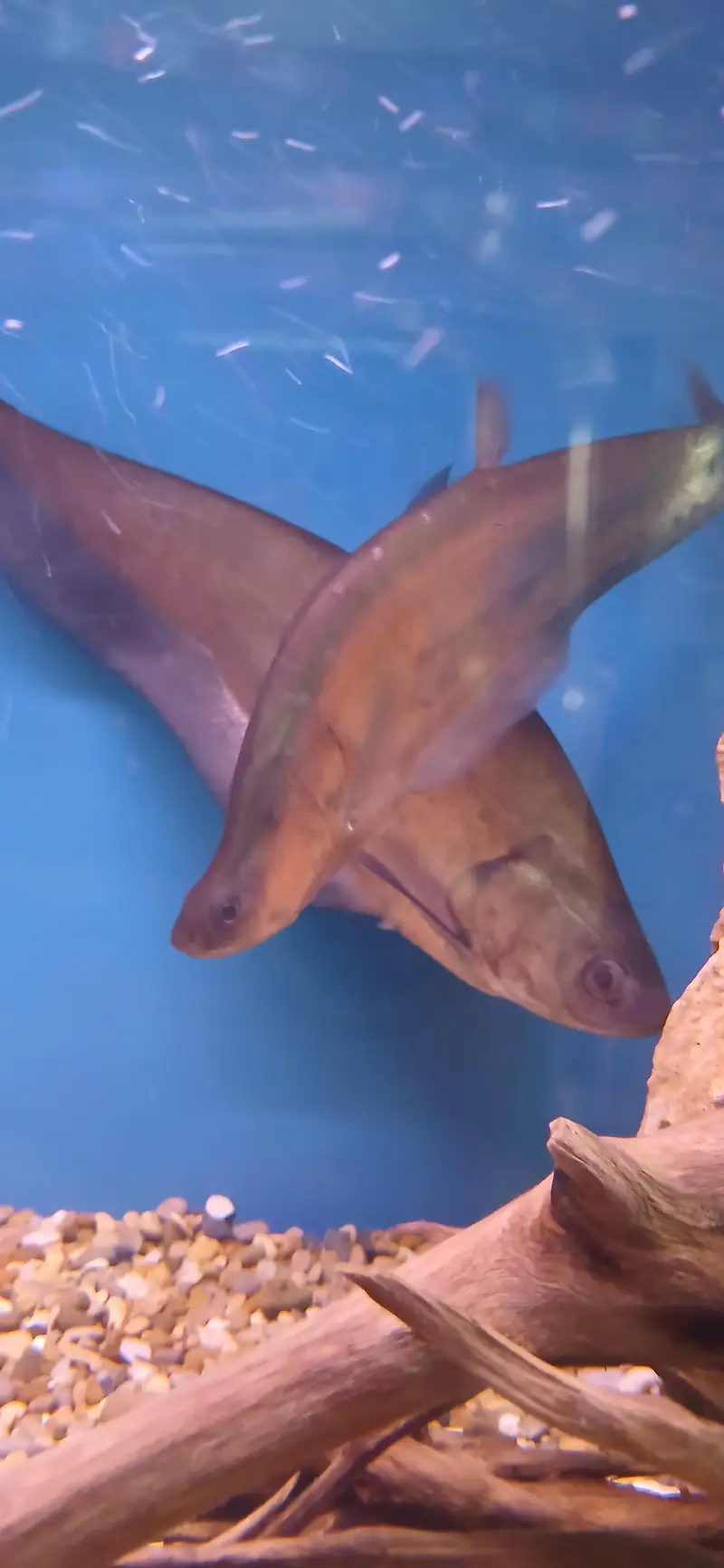 Big knife Fish for Sale — photo 2