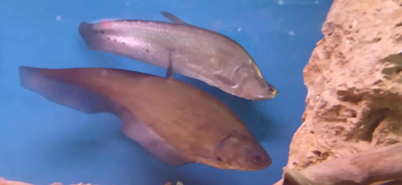 Big knife Fish for Sale — photo 3