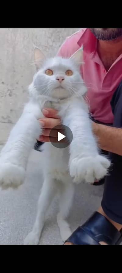 white Persian cat