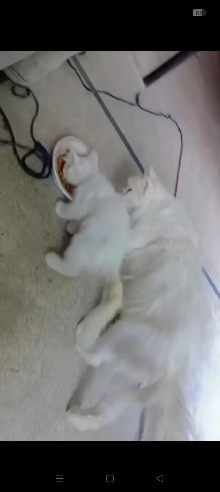 white Persian cat — photo 2