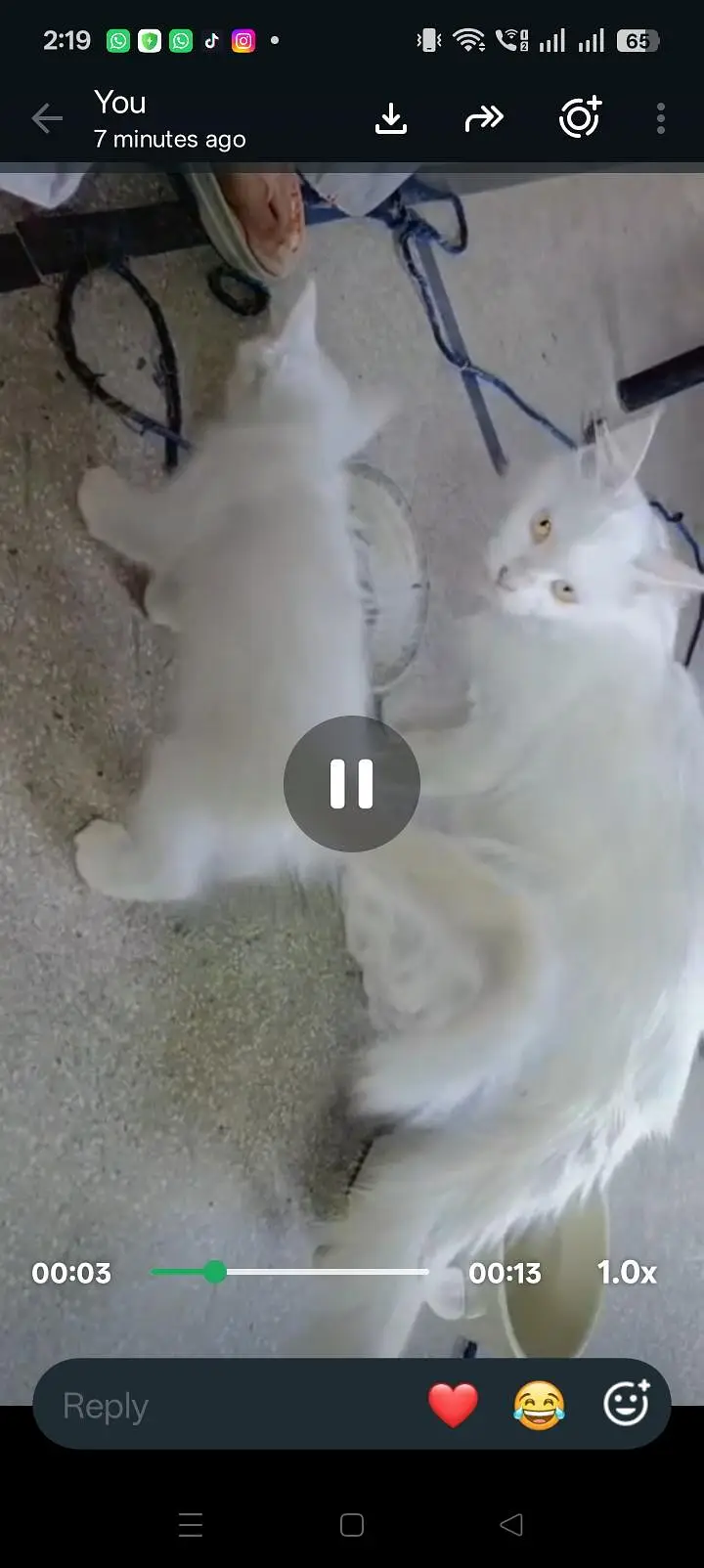 white Persian cat — photo 3