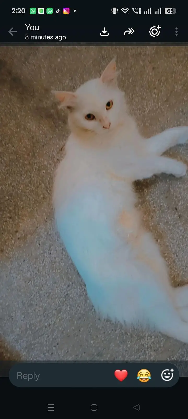 white Persian cat — photo 4