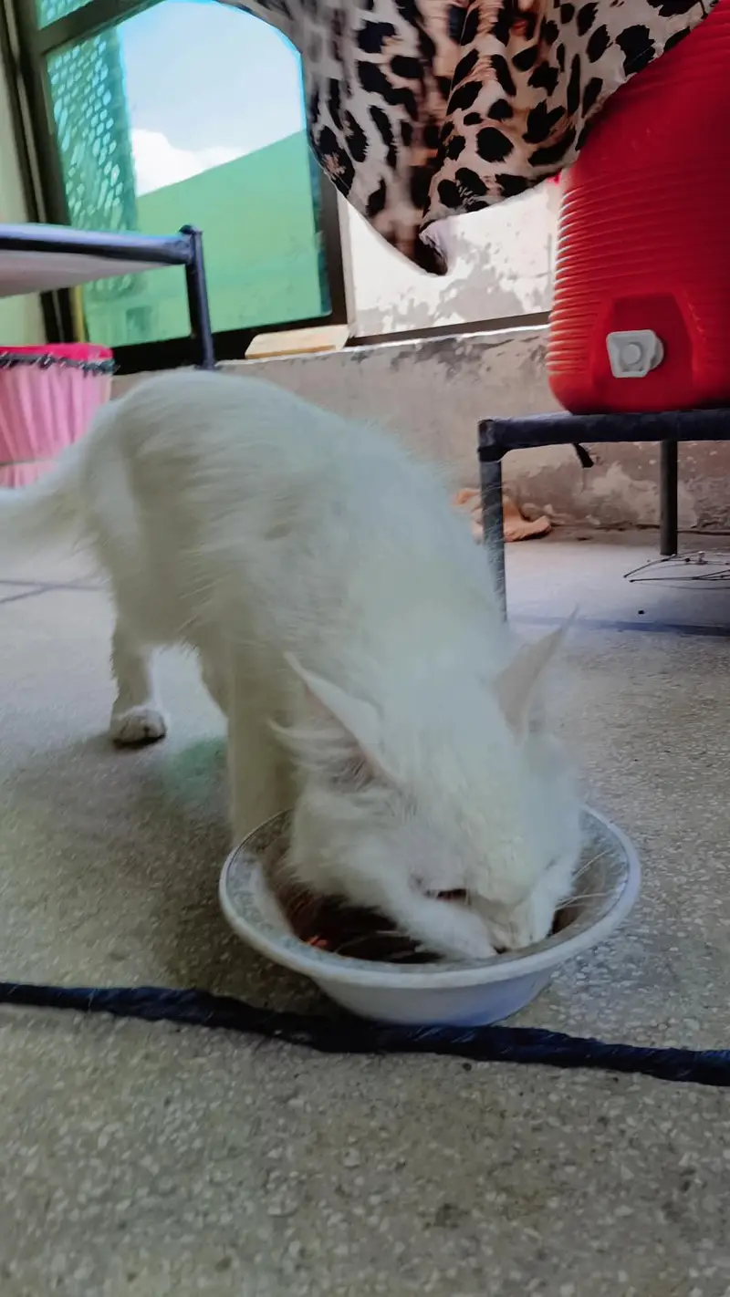white Persian cat — photo 5