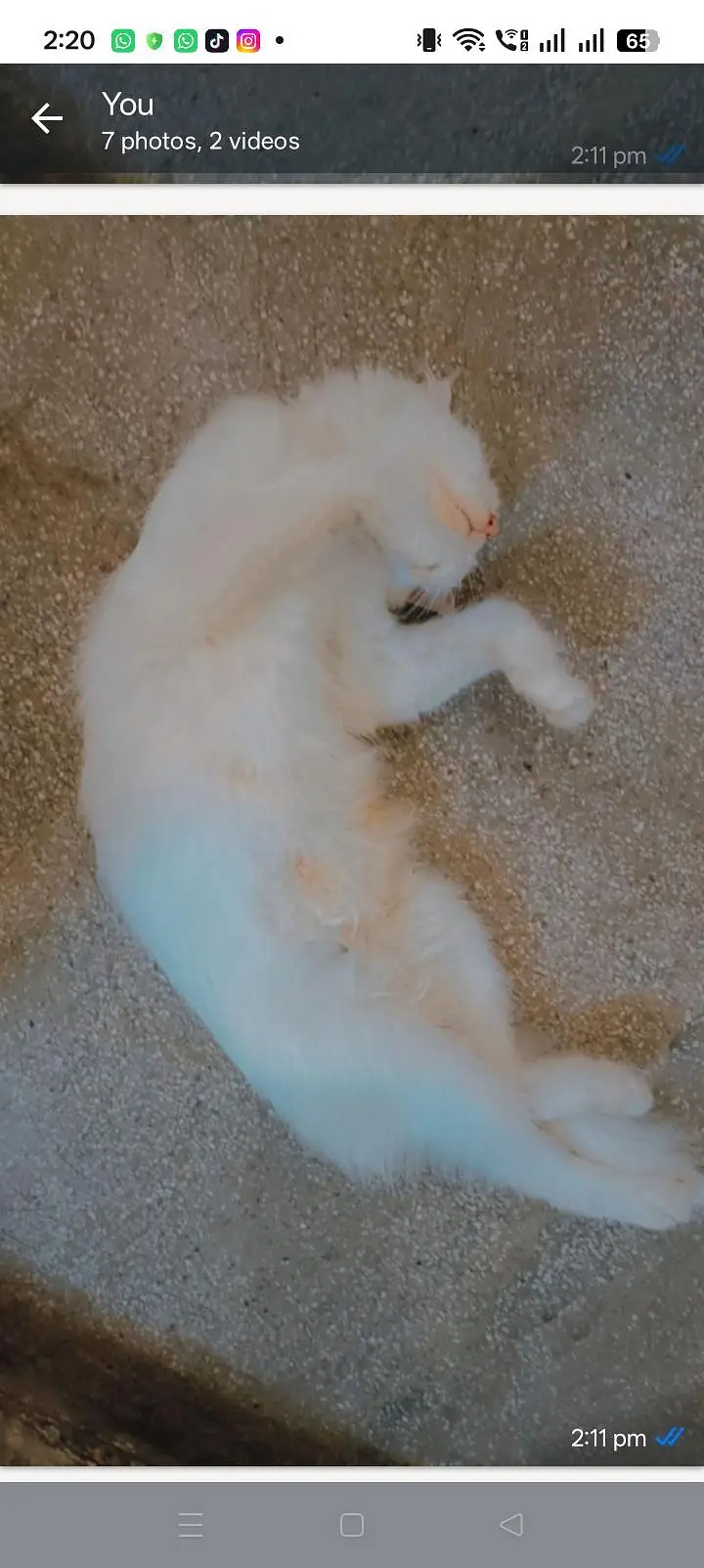 white Persian cat — photo 6