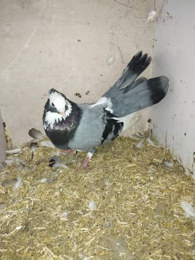 Male Lucky Pegion