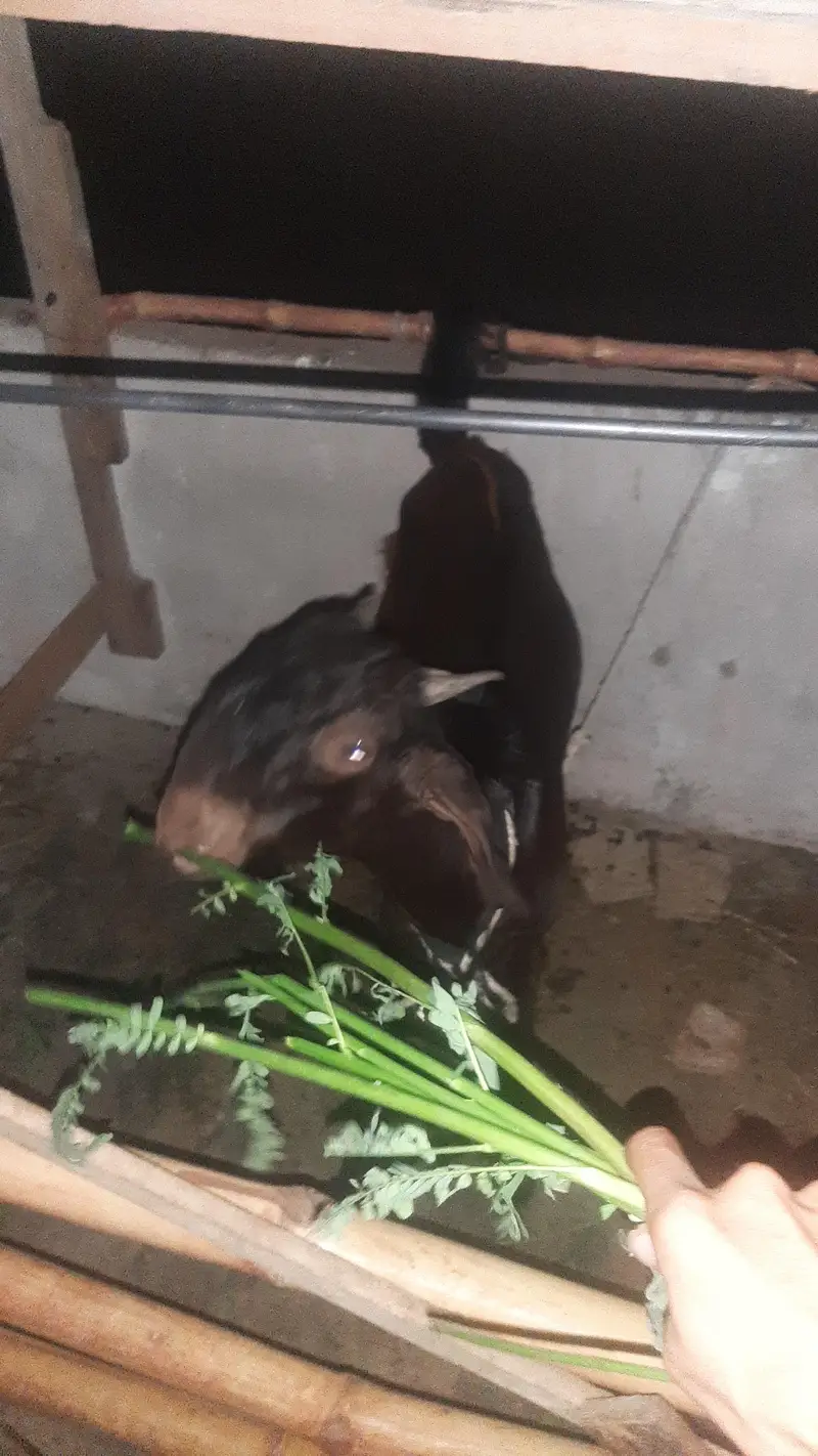 8 month ka bakra hai 03701653023