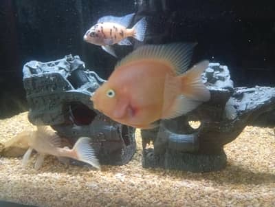 parrot cichlid available