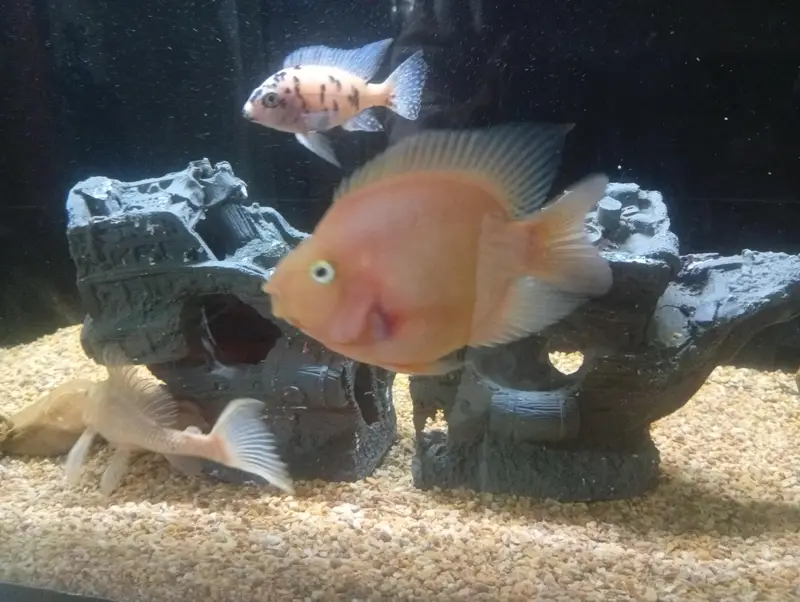 parrot cichlid available