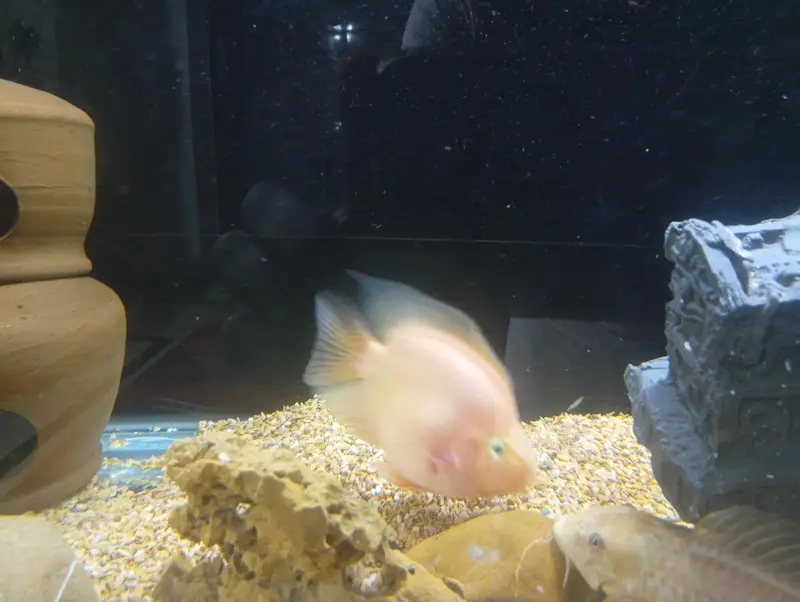 parrot cichlid available — photo 2