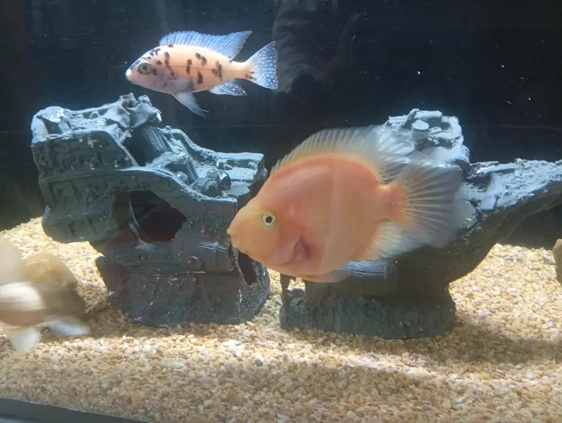 parrot cichlid available — photo 3