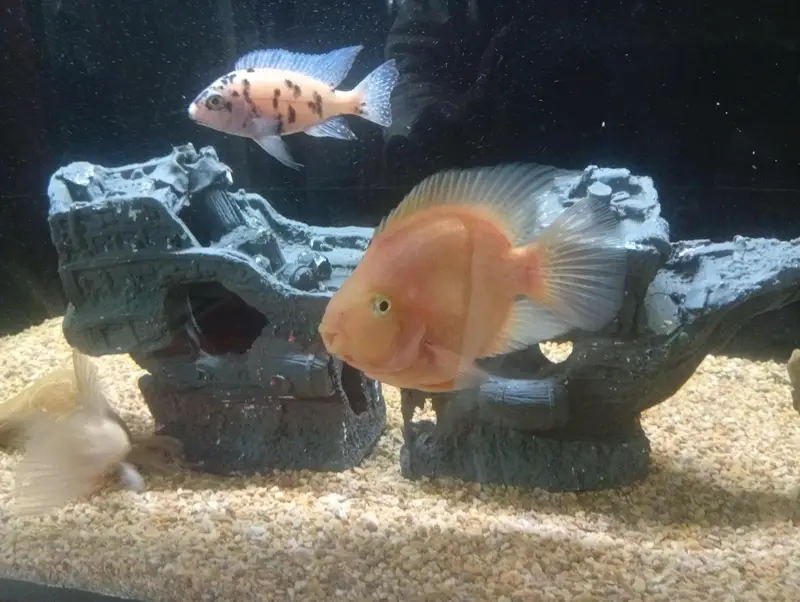 parrot cichlid available — photo 4