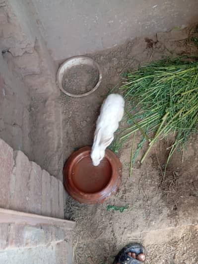 rabbit for sale dasi full healthy
