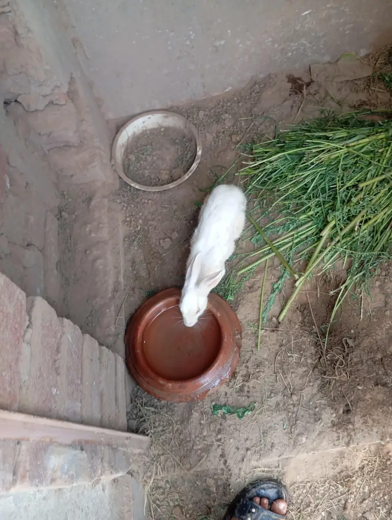 rabbit for sale dasi full healthy