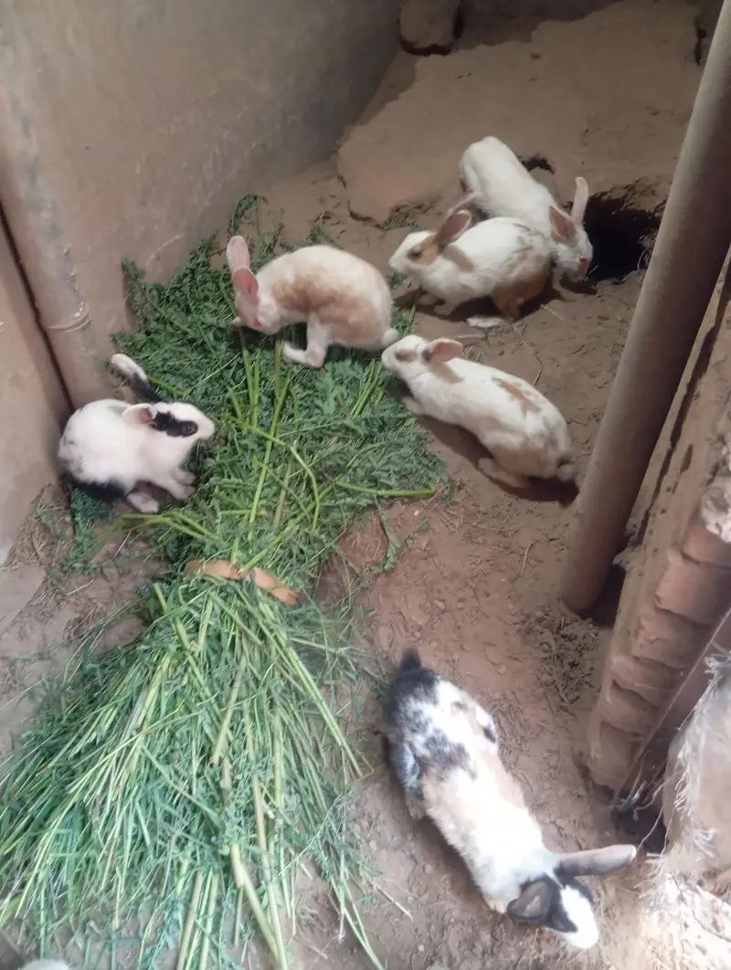 rabbit for sale dasi full healthy — photo 2