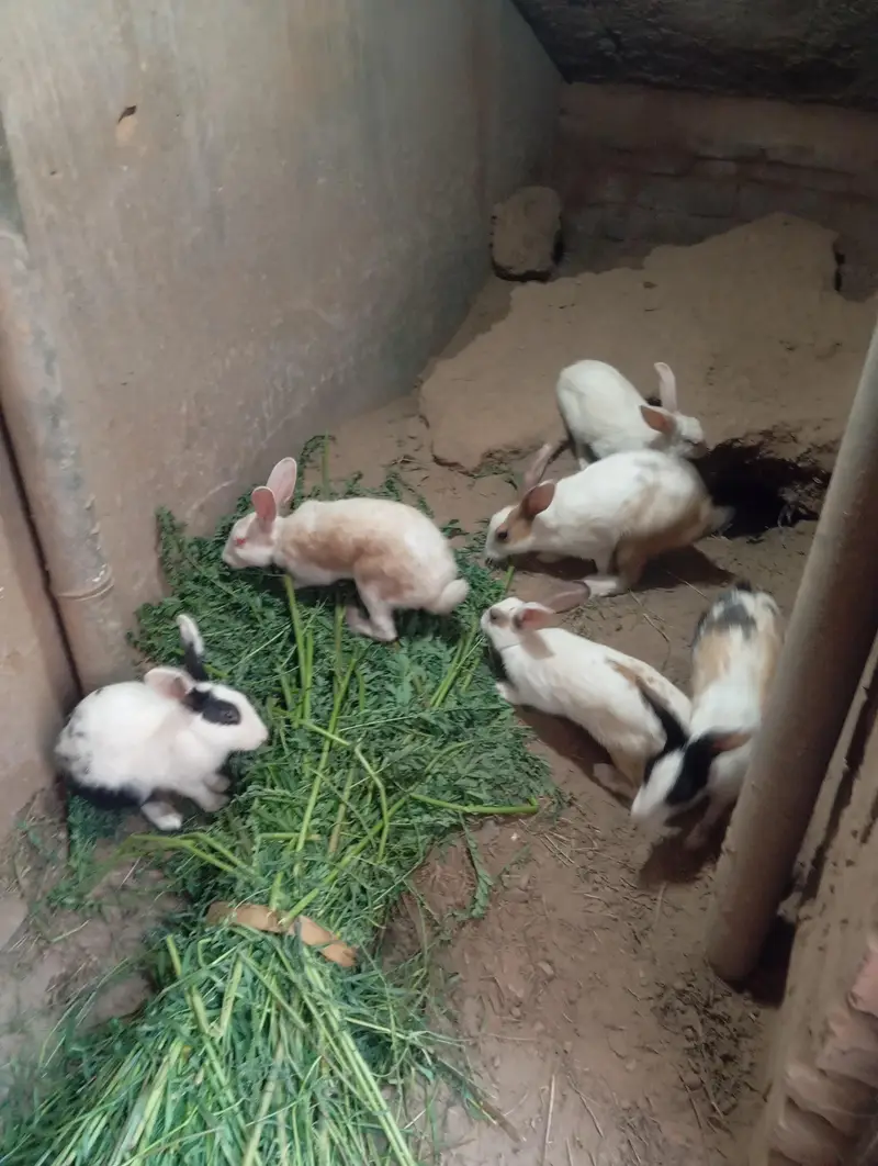 rabbit for sale dasi full healthy — photo 3